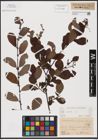 Foto von Salix aurita L.